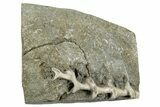 Archimedes Screw Bryozoan Fossil - Illinois #240561-1